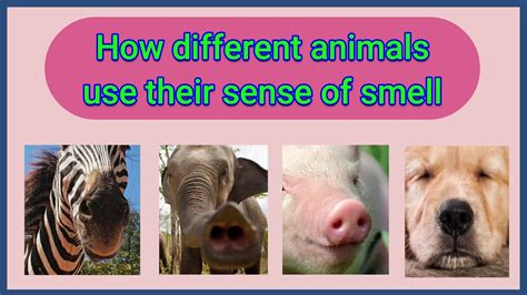 what does animalic smell like.